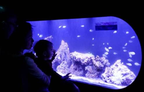 (180315) -- NEW YORK, March 15, 2018 -- Visitors look at the blue-green damselfish at the Unseen Oceans exhibition held in the American Museum of Natural History in New York, the United States, March 14, 2018. The exhibition highlights the latest advances in ocean exploration, the researchers and technologies behind them and the mysteries that remain. Visitors can join scientists on their high-tech, high-adventure, and high-impact fieldwork to see and discover beautiful, diverse, and important creatures living at previously unseen ocean layers. ) (djj) U.S.-NEW YORK-UNSEEN OCEANS-EXHIBITION WangxYing