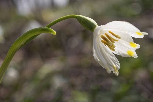 Maerzenbecher, Maerzbecher, Fruehlings-Knotenblume, Fruehlingsknotenblume, Schneerose, Maerzgloeckchen (Leucojum vernum), geoeffnete Bluete, Deutschland, Bayern spring snowflake (Leucojum vernum), flower, Germany, Bavaria BLWS476928 Copyright: xblickwinkel S.xDerderx