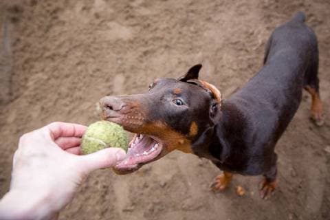 Dobermann von oben spielt mit Tennisball, Portrait, Copyright: xEIBNER Thomas_Hahnx EP_THN