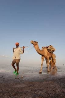 IMAGO Nature: Unsere Erde, Klimawandel, Dürren Karawane, Kamele transportieren Salz durch die Salzwüste Dallol, Äthiopien, Afrika *** Caravan camels transport salt through the salt desert Dallol Ethiopia Africa Copyright: imageBROKER/LarsxSchreiber ibllsc04651104.jpg