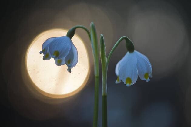  Märzenbecher (Leucojum vernum) mit Lichtreflex, Emsland, Niedersachsen, Deutschland, Europa *** March cup Leucojum vernum with light reflex Emsland Lower Saxony Germany Europe Copyright: imageBROKER/ErhardxNerger ibxenh04655554.jpg