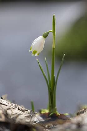  Frühlingsknotenblume (Leucojum vernum), auch Märzenbecher, Eisenberg, Neuental, Hessen, Deutschland, Europa *** Spring knot flower Leucojum vernum also Märzenbecher Eisenberg Neuental Hesse Germany Europe Copyright: imageBROKER/MarcusxSiebert ibxmcs04654655.jpg