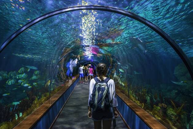 Junge Frau, Besucher im Aquarientunnel, Tunnel unter Aquarium, Loro Parque, Loro Park, Puerto de la Cruz, Teneriffa, Kanarische Inseln, Spanien, Europa Copyright: imageBROKER/ValentinxWolf iblvfw04659525.jpg