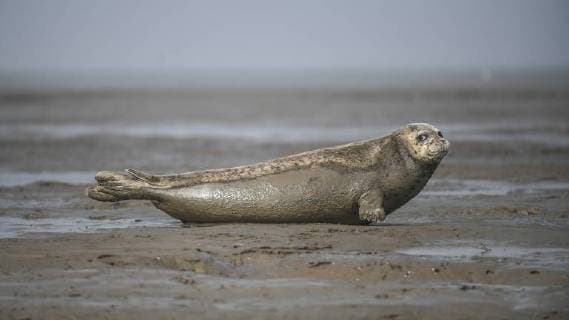 Bilder des Tages (180325) -- PANJIN, March 25, 2018 -- A spotted seal rests on the coastal mudflat of Sandaogou in Panjin, northeast China s Liaoning Province, March 25, 2018. Over 300 spotted seals rest here and will head back to the Pacific regions in late May. )(mcg) CHINA-LIAONING-PANJIN-SPOTTED SEALS (CN) PanxYulong 