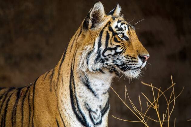 Koenigstiger, Indischer Tiger, Bengaltiger (Panthera tigris tigris), Tigerin Mutschili, Portraet, Indien, Ranthambore Nationalpark, Radjasthan Bengal tiger (Panthera tigris tigris), tigress Mutschili, portrait, India, Ranthambore National Park, Radjasthan BLWS478145 Copyright: xblickwinkel McPHOTO J.xBitzerx