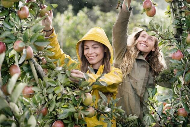 IMAGO Creative: Landleben - Alfresco, Draußen Two smiling women harvesting apples from tree in rain model released Symbolfoto property released  PESF00955