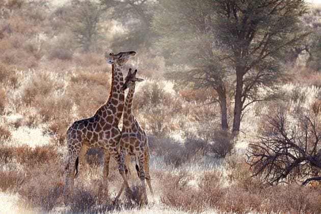 Giraffe (Giraffa camelopardalis), Revierkampf zwischen zwei Giraffenbullen in der Savanne, Suedafrika, Kgalagadi Transfrontier Nationalpark giraffe (Giraffa camelopardalis), territorial fight between two male giraffes in the savannah, South Africa, Kgalagadi Transfrontier National Park BLWS478308 Copyright: xblickwinkel M.xWoikex