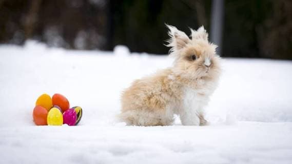 Themen der Woche Bilder des Tages Pekingteddy-Kaninchen Teddy (4) am 29. Maerz 2018 im Schnee. Ostern im Schnee, 29.03.18 Scharbeutz Schleswig-Holstein Germany *** Pekingteddy Rabbit Teddy 4 am 29 March 2018 in the snow Easter in the snow 29 03 18 Scharbeutz Schleswig Holstein Germany Copyright: xAgentur54Gradx xFelixxKoenigx