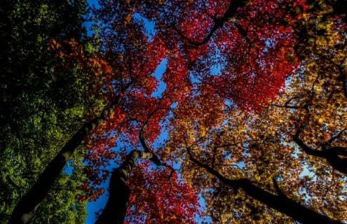 Ahorn, Herbstfärbung, Österreich, Wien, 18. Bezirk, Türkenschanzpark *** Maple autumn coloring Austria Vienna 18 district Türkenschanzpark Copyright: xKTHx ALLAT208591