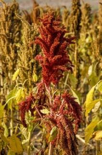 IMAGO Nature: Unsere Erde, Klimawandel, Ernährung, Pflanzen der Zukunft, Amaranth Feldfrucht, Amaranth, Österreich, NIederösterreich, Weinviertel, Zellerndorf *** Field crop Amaranth Austria NIederösterreich Weinviertel Zellerndorf Copyright: xKTHx ALLAT216138