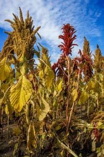 IMAGO Nature: Unsere Erde, Klimawandel, Ernährung, Pflanzen der Zukunft, Amaranth Feldfrucht, Amaranth, Österreich, NIederösterreich, Weinviertel, Zellerndorf *** Field crop Amaranth Austria NIederösterreich Weinviertel Zellerndorf Copyright: xKTHx ALLAT216141