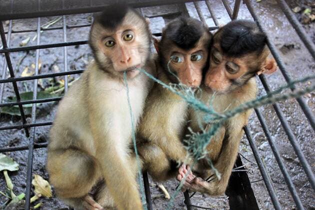 Indonesia: The coconut pickers monkey A monkey helped harvest and husking the coconut. Long-tailed monkeys or long-tailed macaque in Pariaman, not just animals that live in the wild, but these monkeys are also utilized by the local community as a means to harvest coconuts. These monkeys are captured from the wild and sold in the livestock market. Once purchased by its new master, the long-tailed monkey must went through a very long training process before they graduate and ready to pluck coconuts. During this training process, very often the monkeys had to endure pain and subjected to abuse from the owner. Indonesia  AndrixMardiansyah