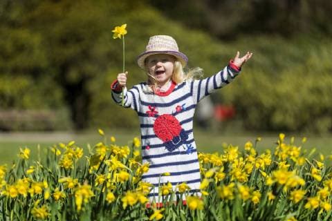 April 5, 2018 - Leeds, Yorkshire, UK - Leeds UK. Two & a half year old Scarlet plays in the Daffodil s as the sun shine s at Temple Newsam park in Leeds today. Leeds UK  - ZUMAl94_ 20180405_zaf_l94_018 Copyright: xAndrewxMccarenx