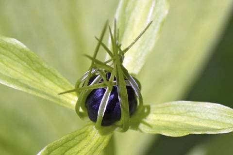 Vierblaettrige Einbeere, Einbeere (Paris quadrifolia), Bluete, Deutschland, Bayern, Allgaeu Herb Paris (Paris quadrifolia), flower, Germany, Bavaria, Allgaeu BLWS478772 Copyright: xblickwinkel S.xDerderx