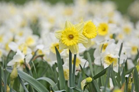 Narzissen bluehen im Schlossgarten Fruehling im Siegerland am 09.04.2018 in Siegen Deutschland. *** Daffodils bloom in the castle garden Fruehling in Siegerland on 09 04 2018 in Siegen Germany