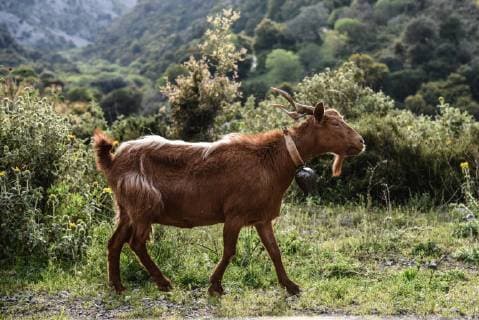 Domesticated goats living free on the mountains of the island of Euboea in Greece on April 10, 2018 Domesticated goats living free on the mountains of the island of Euboea in Greece on April 10, 2018