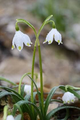  Märzenbecher (Leucojum vernum) mit Morgentau, Sachsen-Anhalt, Deutschland, Europa *** March cup Leucojum vernum with morning dew Saxony Anhalt Germany Europe Copyright: imageBROKER/AndreasxVitting iblavi04666511.jpg