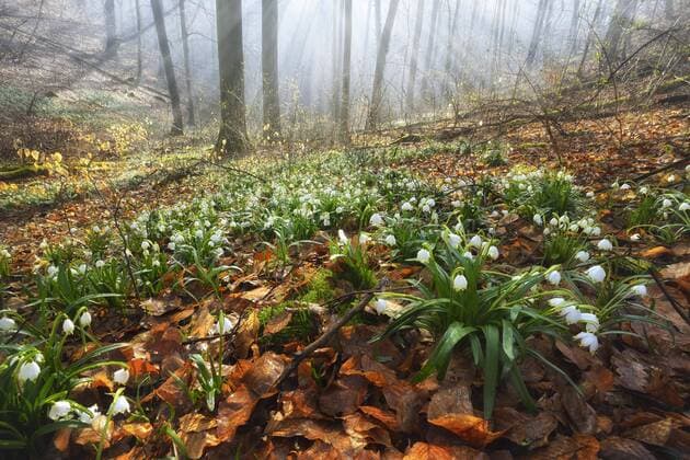 Lichtdurchfluteter Wald mit Märzenbechern (Leucojum vernum), Ziegelrodaer Forst, Sachsen-Anhalt, Deutschland, Europa *** Light-flooded forest with snowflakes Leucojum vernum Ziegelrodaer Forst Saxony Anhalt Germany Europe Copyright: imageBROKER/AndreasxVitting iblavi04666512.jpg