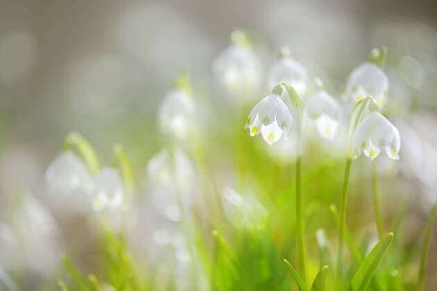  Märzenbecher (Leucojum vernum), stimmungsvoll, Deutschland, Europa *** Märzenbecher Leucojum vernum atmospheric Germany Europe Copyright: imageBROKER/AndreasxVitting ibxavi04666510.jpg