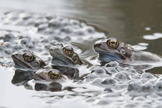 Grasfrösche (Rana temporaria) beim Laichen, Emsland, Niedersachsen, Deutschland, Europa Copyright: imageBROKER/ErhardxNerger ibxenh04667667.jpg