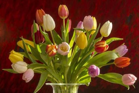 Bunter Tulpenstrauß (Tulipa) vor rotem Hintergrund Copyright: imageBROKER/HelmutxMeyerxzurxCapellen ibxmzc04668087.jpg