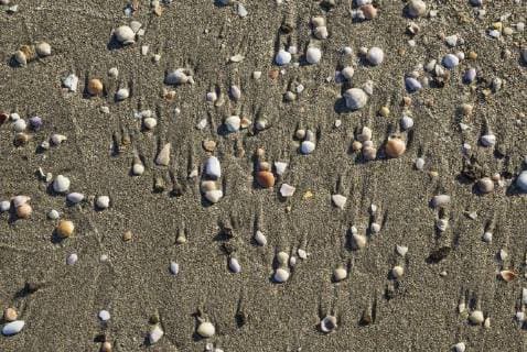 Muscheln am Playa del Monsul, Naturschutzgebiet Cabo de Gata-Nijar, Provinz Almeria, Andalusien, Spanien, Europa Copyright: imageBROKER/ThomasxDressler ibxtdr04661715.jpg