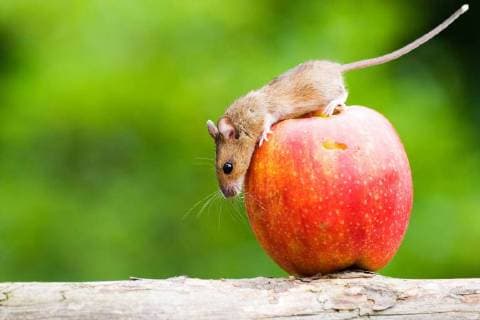 Hausmaus, Haus-Maus (Mus musculus), Maus auf einem roten Apfel, Seitenansicht, Deutschland house mouse (Mus musculus), mouse on a red apple, side view, Germany BLWS478955 Copyright: xblickwinkel McPHOTO A.xPulweyx