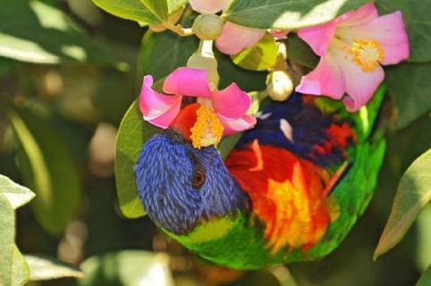 Rainbow Lorikeet (Trichoglossus moluccanus) eating the nectar from the flower in the Royal Botanic Garden, Sydney, Australia.  BEW1D215FBA