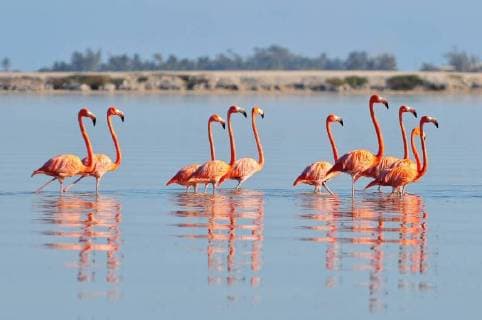 A row of American flamingos (Phoenicopterus ruber ruber-American Flamingo) in the Rio Lagardos, Mexico.  BEW1D216141