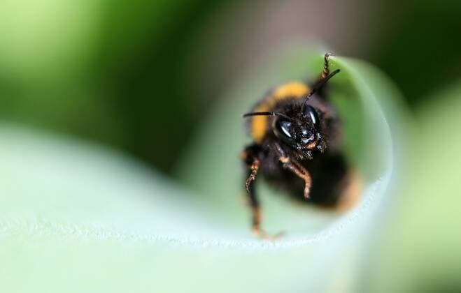 20180412, Insekten im Garten, Fürstenried West München, Natur,im Bild: Hummel im Gras
