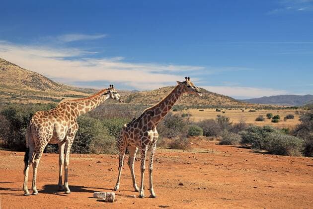 Giraffe (Giraffa camelopardalis), Paar steht in der Savanne, Suedafrika, North West Province, Pilanesberg Nationalpark giraffe (Giraffa camelopardalis), pair standing in the savannah, South Africa, North West Province, Pilanesberg National Park BLWS478309 Copyright: xblickwinkel M.xWoikex