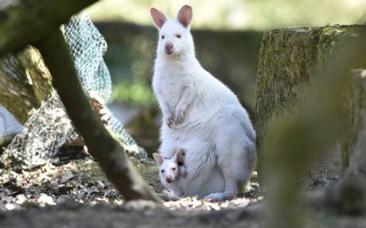 Bilder des Tages Albino Red-necked wallaby (Macropus rufogriseus) with albino cub in pouch is seen in the Zlin-Lesna Zoo, Czech Republic, on April 20, 2018. (CTKxPhoto DaliborxGluck) CTKPhotoP201804200586201  dg005
