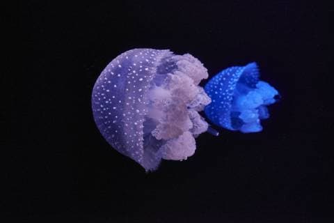 Blue and purple shining jellyfishes in front of black background  MRF01841