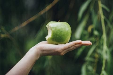 Woman s hand holding bitten apple model released Symbolfoto  JSCF00085