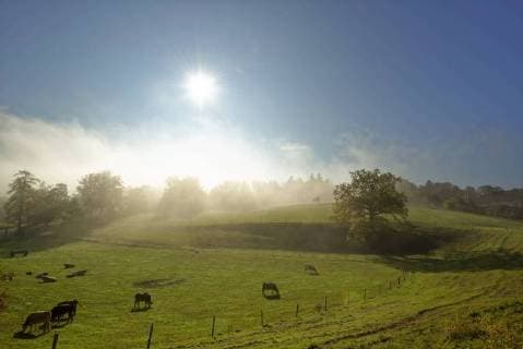 Germany, Bavaria, Upper Bavaria, Icking, pasture at morning mist  LHF00555