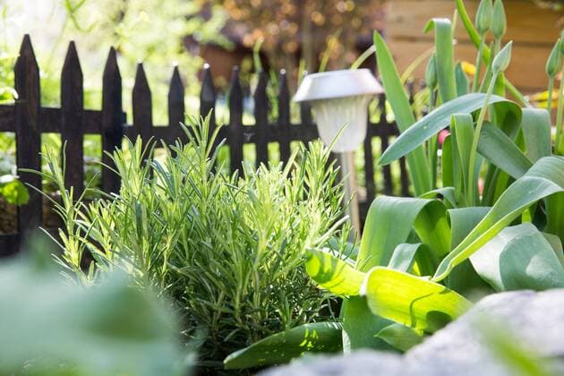 Elxleben, 26.04.2018 , Pflanzen im Beet im Bild: Rosmarin , Rosmarinus officinalis , Elxlöeben Thüringen *** Elxleben 26 04 2018 Plants in the bed in the picture Rosemary Rosmarinus officinalis Elxlöeben Thüringen