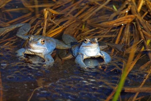 Moorfrosch, Moor-Frosch (Rana arvalis), zwei Maennchen in Balzfaerbung sitzten an der Wasseroberflaeche, Deutschland, Sachsen moor frog (Rana arvalis), two males in mating colouration sitting at the water surface, Germany, Saxony BLWS480318 Copyright: xblickwinkel S.xMeyersx