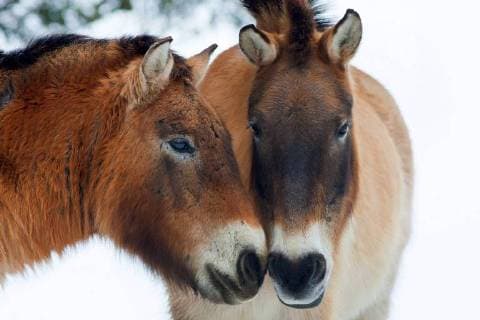 Przewalskipferd, Przewalski-Pferd, Przewalski-Wildpferd, Asiatisches Wildpferd, Mongolisches Wildpferd (Equus przewalski), Portraet zweier Przewalski-Pferde, Oesterreich, Burgenland Przewalski s horse (Equus przewalski), portrait of two Przewalski s horses, Austria, Burgenland BLWS480492 Copyright: xblickwinkel M.xKuehnx