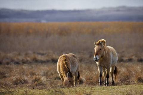Przewalskipferd, Przewalski-Pferd, Przewalski-Wildpferd, Asiatisches Wildpferd, Mongolisches Wildpferd (Equus przewalski), zwei Wildpferde im Schilf, Oesterreich, Burgenland Przewalski s horse (Equus przewalski), two wild horses in the reed, Austria, Burgenland BLWS480495 Copyright: xblickwinkel M.xKuehnx