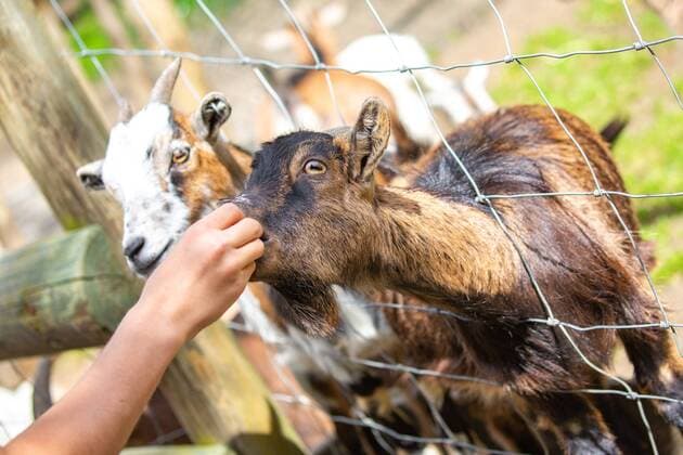 Fusch THEMENBILD - eine Ziege (Capra) wird im Streichelzoo im Wildpark Ferleiten gefttert, aufgenommen am 29. April 2018 in Taxenbacher-Fusch, Oesterreich a goat (Capra) is fed in the petting zoo in Wildpark Ferleiten, Taxenbacher-Fusch, Austria on 2018 04 29.