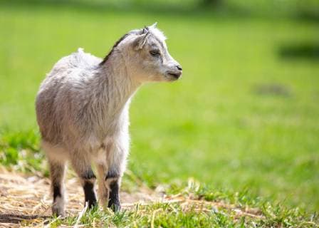 Fusch THEMENBILD - eine Ziege (Capra) im Wildpark Ferleiten, aufgenommen am 29. April 2018 in Taxenbacher-Fusch, Oesterreich a goat at the Wildlife Park, Taxenbacher-Fusch, Austria on 2018 04 29.