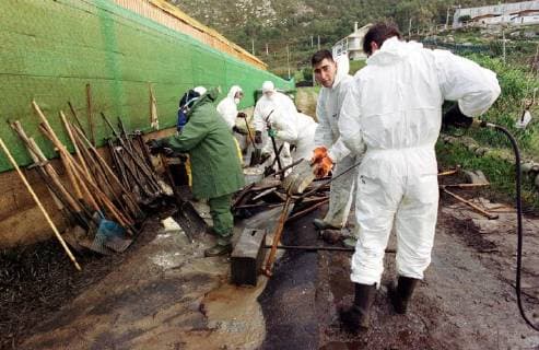 Freiwillige Helfer der spanischen Umweltorganisation Tragsa reinigen am Freitag (13.12.2002) einen Küstenabschnitt bei Mougas (Galicien), der vom Oel des gesunkenen Tankers Prestige verseucht ist. Zur Reinigung stehen ihnen nur einfachste Hilfsmittel zur Verfügung. Es fehlt überall an Geräten um die Strände vom Oel zu säubern. Aus dem Tanker läuft noch immer Öl aus.