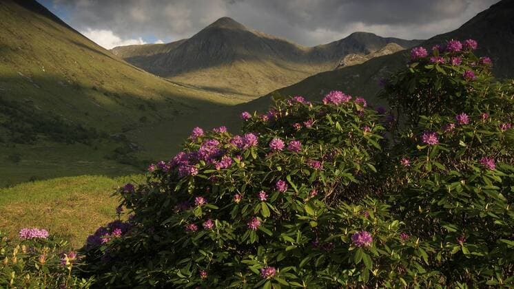 Rhododendron (Rhododendron spec.), Glencoe, Grossbritannien, Schottland, Glencoe rhododendron (Rhododendron spec.), Glencoe, United Kingdom, Scotland, Glencoe BLWS481441 Copyright: xblickwinkel McPHOTO S.xWolf-Feixx