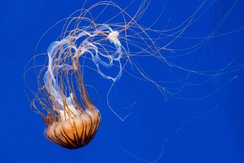 Japanese sea nettle (Chrysaora pacifica) jellyfish swimming underwater showing long trailing tentacles Méduse striée du Pacifique (Chrysaora pacifica) 09 05 2018  PhilippexClément Picture-ee8c0aa1-5860-11e8-87e6-000000000001