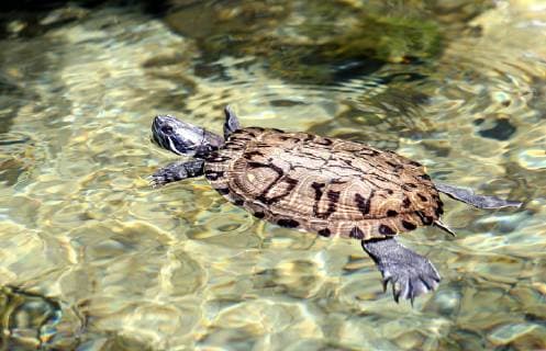 Turtles in the fountain 18.05.2018., Sibenik, Croatia - Turtles in the fountain are very popular tourist attractions  DuskoxJaramaz PIXSELL