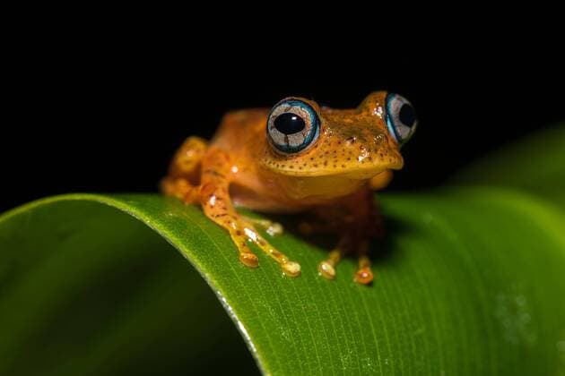 Baumsteigerfrosch-Art (Boophis pyrrhus) sitzt auf Blatt, Andasibe Nationalpark, Madagaskar, Afrika Copyright: imageBROKER/MarkoxvonxderxOsten iblmav04679383.jpg