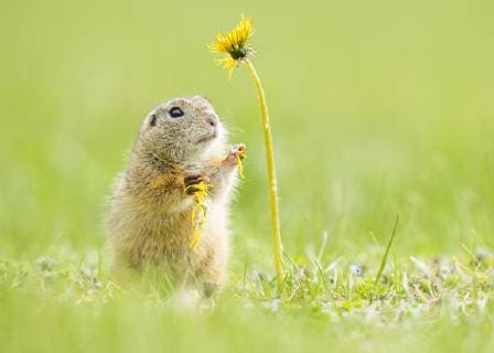 Europäischer Ziesel (Spermophilus citellus) und Löwenzahn (Taraxacum), Nationalpark Neusiedler See, Seewinkel, Burgenland, Österreich, Europa Copyright: imageBROKER/ChristophxRuisz ibxcru04673119.jpg