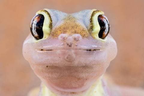  Namibgecko (Pachydactylus rangei), Tierportrait, Namib-Naukluft-Park, Namibia, Afrika *** Namibgecko Pachydactylus rangei Animal portrait Namib Naukluft Park Namibia Africa Copyright: imageBROKER/TonixPfaffenbauer ibxpfa04678654.jpg