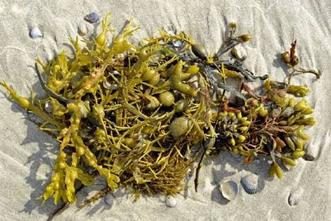 IMAGO Nature: Unsere Erde, Pflanzen: Bedrohte Planzenarten in Deutschland  Knotentang (Ascophyllum nodosum) und Blasentang (Fucus vesiculosus) am Sandstrand, Norderney, Ostfriesische Inseln, Nordsee, Niedersachsen, Deutschland, Europa *** Knotentang Ascophyllum nodosum and bladderwrack Fucus vesiculosus on the sandy beach Norderney Ostfriesische Inseln Nordsee Niedersachsen Germany Europe Copyright: imageBROKER/Frederik ibxrba04684719.jpg