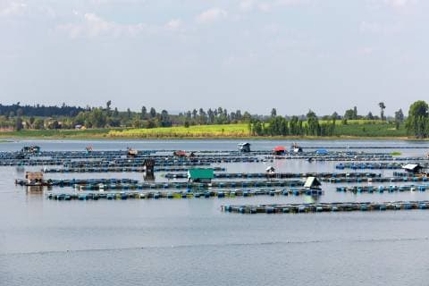 Farm für Süßwasserfische im Lam Pao Fluss, Lam Pao Dam, Non Buri, Provinz Kalasin, Isan, Thailand, Asien Copyright: imageBROKER/FotoxBeck ibxsbe04658358.jpg